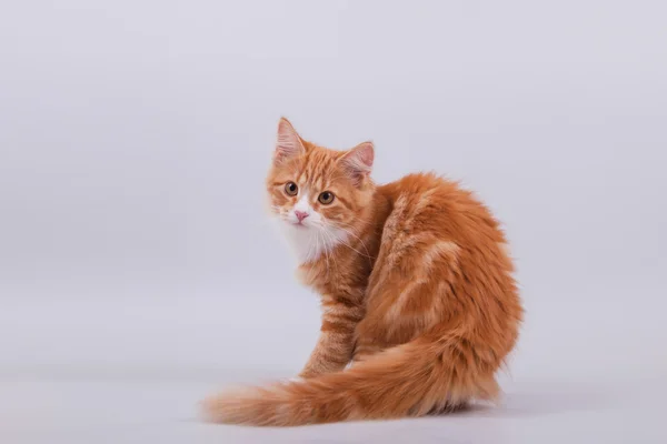 Pequeño gatito siberiano sobre fondo gris —  Fotos de Stock