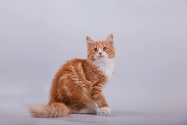 灰色の背景に小さなシベリア子猫 — ストック写真