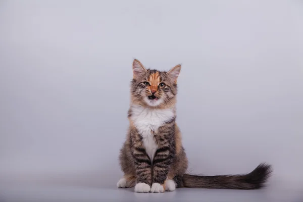 Small Siberian kitten on grey background — Stock Photo, Image