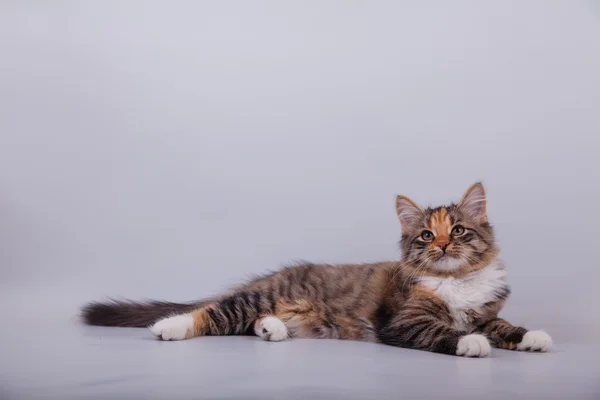 Liten Sibirisk kattunge på grå bakgrund — Stockfoto