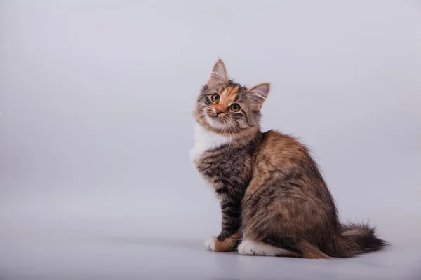 Small Siberian kitten on grey background — Stock Photo, Image