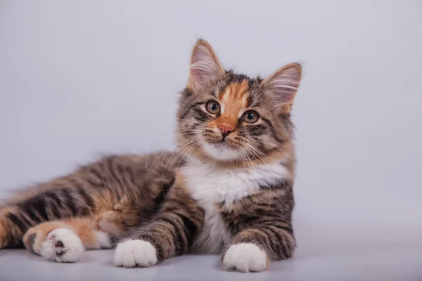 Liten Sibirisk kattunge på grå bakgrund — Stockfoto