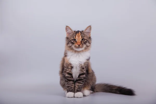 Small Siberian kitten on gray background — Stock Photo, Image