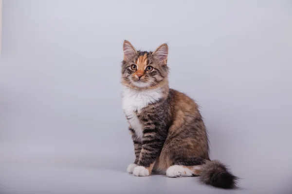 Small Siberian kitten on gray background — Stock Photo, Image