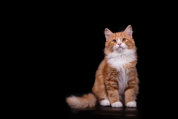 Small Siberian cat on black background — Stock Photo, Image