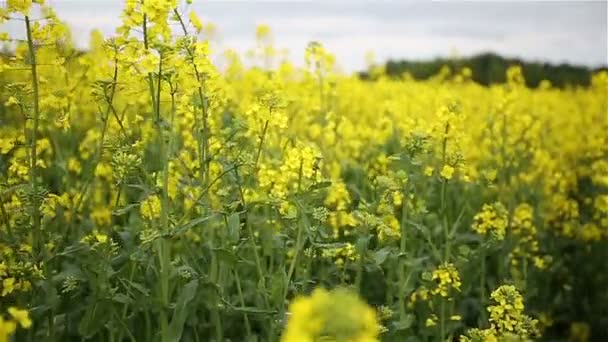 Canola field. Slow motion — Stock Video