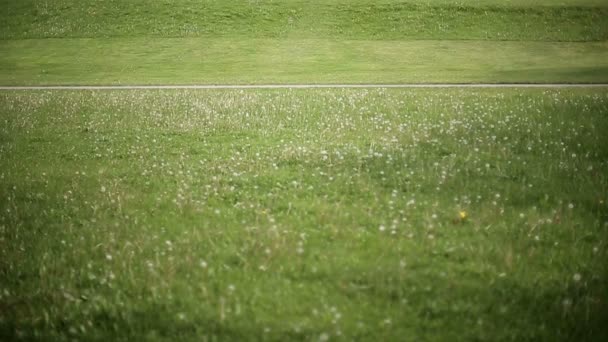 Petite fille faisant du vélo dans le parc sur un vélo rose. Mouvement lent — Video