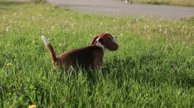 Safkan Beagle köpek havlar ve gün batımında çalışır. Ağır çekim