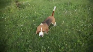 Safkan Beagle köpek havlar ve gün batımında çalışır.