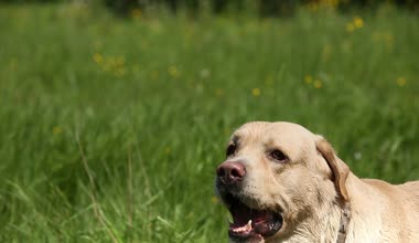 Köpek doğurmak labrador Retriever çim soyulmuş kabuk üzerinde yüksek sesle ses içerir.