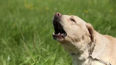 Köpek doğurmak labrador Retriever çim soyulmuş kabuk üzerinde yüksek sesle ses içerir.