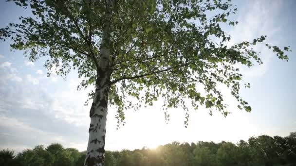 Einsame Birke bei Sonnenuntergang. HD-Aufnahme mit Schieberegler — Stockvideo