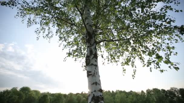 Einsame Birke bei Sonnenuntergang. HD-Aufnahme mit Schieberegler — Stockvideo