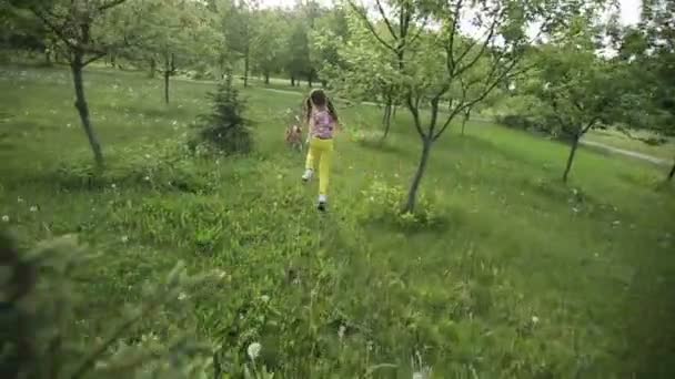 Little girl catch pedigree dog Beagle playing outdoor. Shot with stedicam — Stock Video