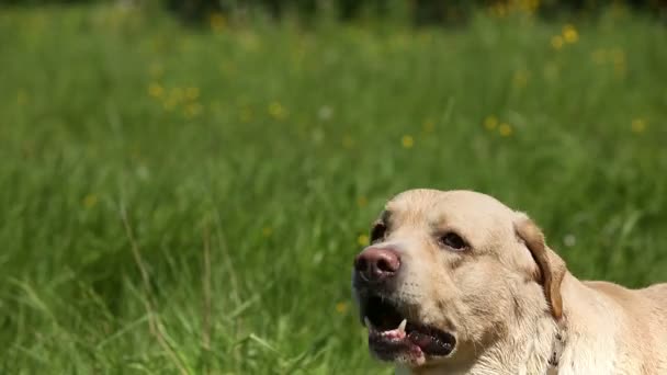 Hund der Rasse Labrador Retriever auf dem Rasen bellt laut. — Stockvideo