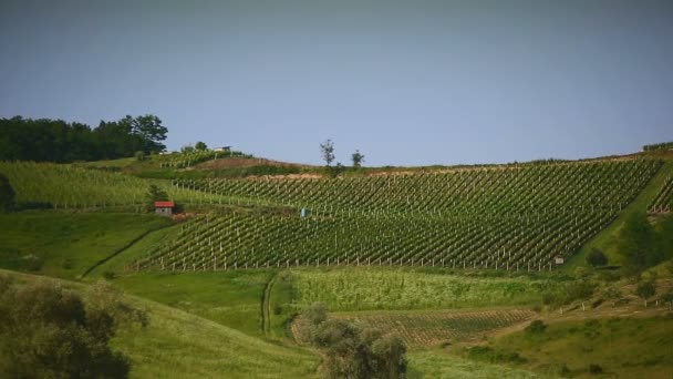 Vignoble sur une colline en Croatie long shot 