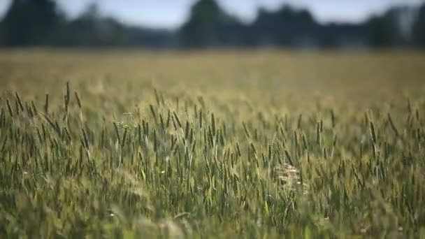 Il grano giovane si muove dal vento. Un colpo medio. Dolly ha sparato. . — Video Stock