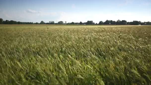 Il grano giovane si muove dal vento. Un colpo medio. Dolly ha sparato. . — Video Stock