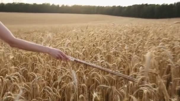 Violinist girl walking through a wheat field. Slow motion — Stock Video