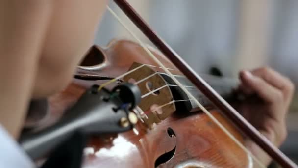 Uomo violinista latino su sfondo bianco . — Video Stock