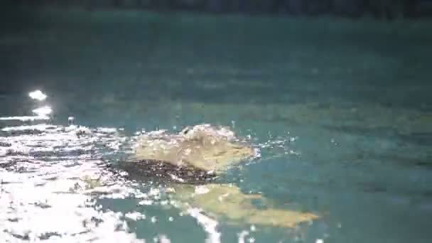 De rijke man is zwemmen in het zwembad. — Stockvideo