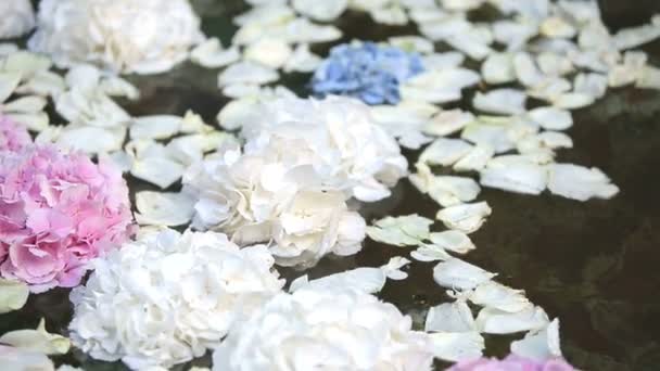 Flower petals in the water in the lake — Stock Video