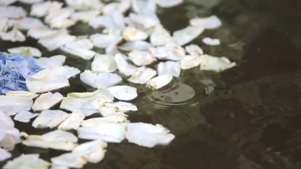 Petali di fiori nell'acqua del lago — Video Stock