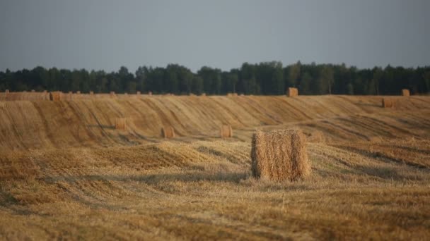 Чистое пшеничное поле после сбора урожая с стогами сена — стоковое видео