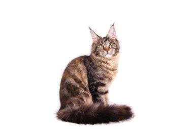 Maine Coon kedi beyaz arka plan önünde oturuyor. Oturan kedi.
