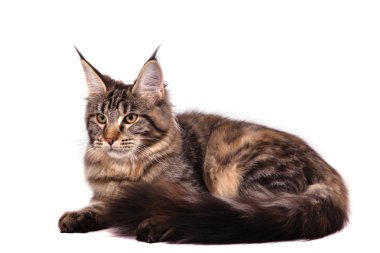 Maine Coon kedi beyaz arka plan önünde. Yalan kedi.