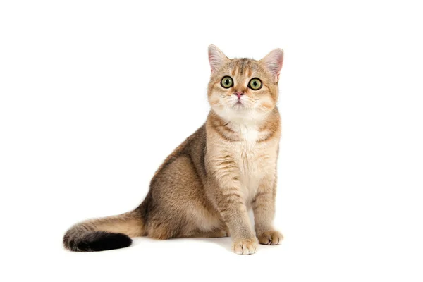 British cat tabby brown striped on white background. Cat sitting. — Stock Photo, Image