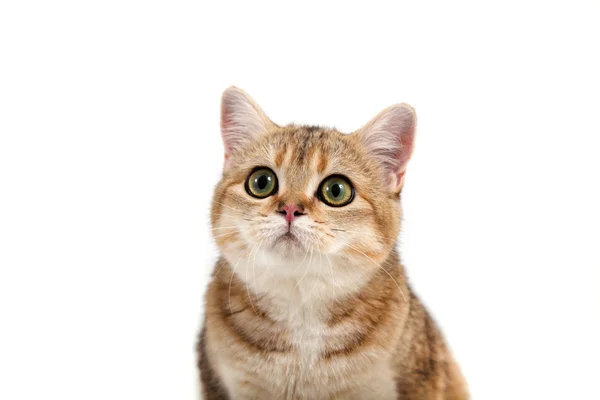 British cat tabby brown stripe on white background. — Stock Photo, Image
