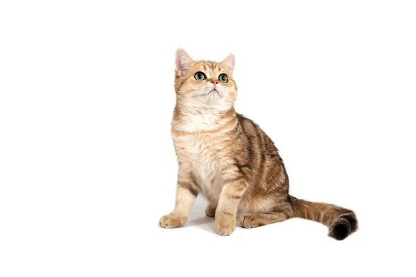 British cat tabby brown striped on white background. Cat sitting. — Stock Photo, Image