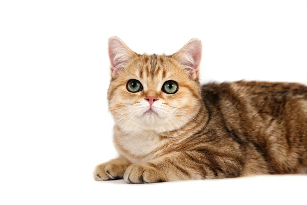 British cat tabby brown stripe on white background. Cat lying. — Stock Photo, Image