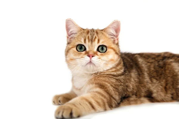 British cat tabby brown stripe on white background. Cat lying. — Stock Photo, Image