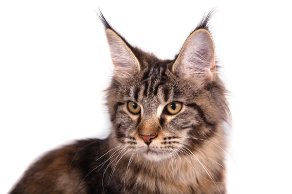 Maine coon gato en frente de blanco fondo. — Foto de Stock