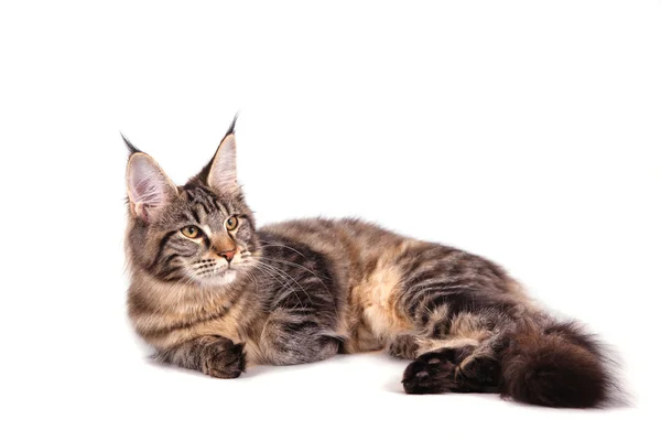 Maine Coon cat in front of white background. Cat lying. — Stock Photo, Image