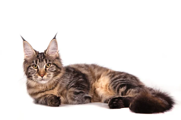 Maine Coon gato en frente de fondo blanco. Gato mintiendo . — Foto de Stock