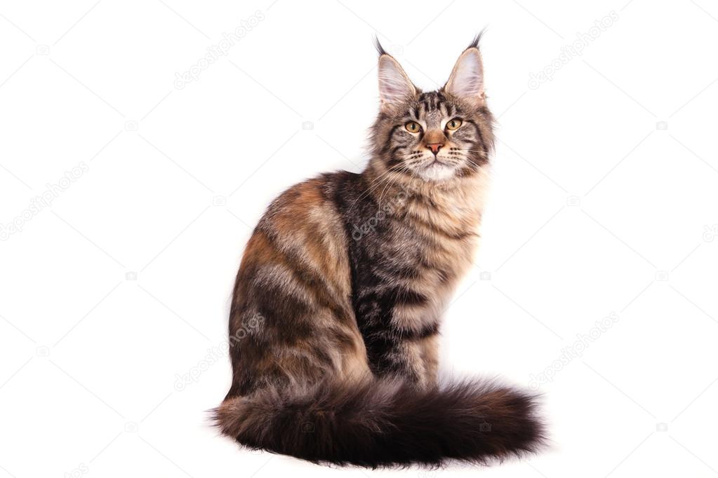 Maine Coon cat sitting in front of white background. Cat sitting.