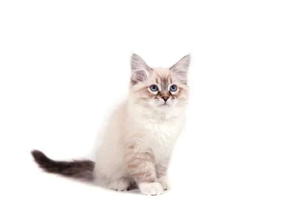 小西伯利亚涅瓦河化装舞会只小猫在白色背景上。猫坐着. — 图库照片