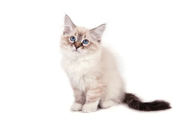Μικρό Σιβηρίας Νέβα μεταμφίεση γατάκι σε άσπρο φόντο. γάτα συνεδρίαση. — Φωτογραφία Αρχείου