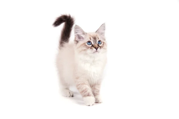흰색 바탕에 작은 시베리아 neva 무도회 고양이입니다. 고양이 스탠드. — Stok fotoğraf