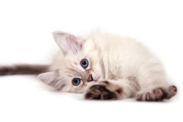 Small Siberian Neva Masquerade kitten lie on white background. — Stock Photo, Image