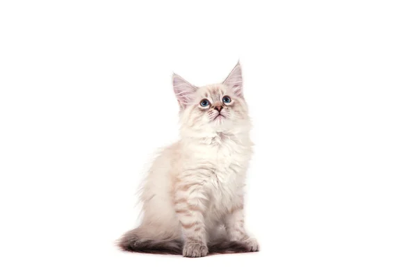 Pequeño gatito siberiano Neva Masquerade sobre fondo blanco. Gato sentado . — Foto de Stock