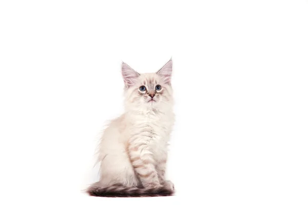 Small Siberian Neva Masquerade kitten on white background. Cat sitting. — Stock Photo, Image