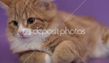 Sibirya cins kedi mor bir arka plan üzerinde. Oturum anahtar kelime: uzhurskycats