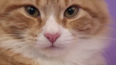 Sibirya cins kedi mor bir arka plan üzerinde. Oturum anahtar kelime: uzhurskycats
