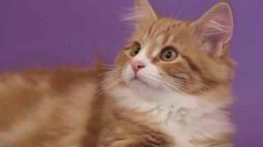 Sibirya cins kedi mor bir arka plan üzerinde. Oturum anahtar kelime: uzhurskycats