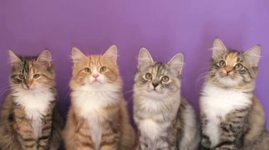 Sibirya cins kedi mor bir arka plan üzerinde. Oturum anahtar kelime: uzhurskycats