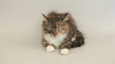 Sibirya cins kedi gri bir arka plan üzerinde. Oturum anahtar kelime: uzhurskycats
